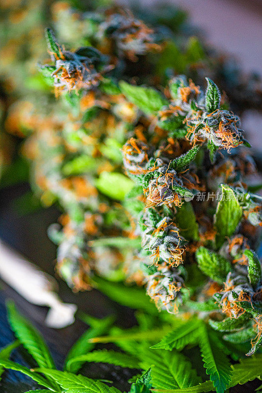 Medical Marijuana – Dried Buds and a Marihuana Joint as Herbal Alternative Medicine